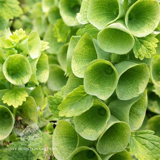 Bells of Ireland Seeds – 25 Seeds – Green Flower Spikes, Cut Flower Garden, Unique Annual, Wedding Flowers, Moluccella - Etsy