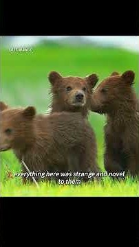 A hungry mother brown bear is forced to eat carrion. #animals