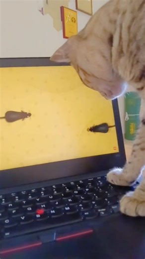 Kitty trying to catch that sneaky screen mouse