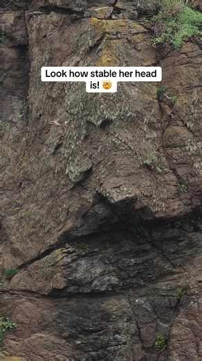 The Amazing Hovering Kestrel: Nature's Mastery