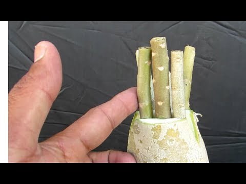 Adenium Multiple Grafting/ Six Colour Flowers on one Plant..