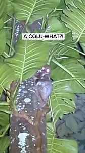4.5K views · 223 reactions | What’s a colugo that doesn’t fly? A COLU-STOP | Just Keep Thinking | Facebook