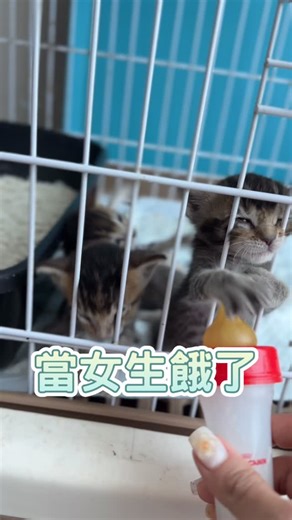 28K views · 21K reactions | 難怪我媽說 不要讓老婆餓到 | Pretty Garden | Facebook