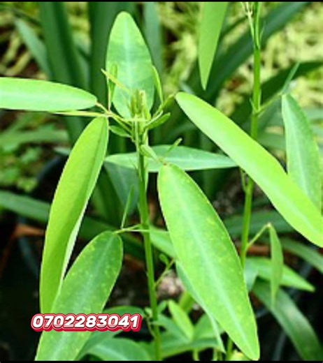 "💚 Boost your wellness with Pranajeewa! 🌿 This powerful herb plant is now yours for just Rs.200 🌸 Easy to grow, packed with benefits 💊 📞 0702283041 to order #Pranajeewa #HerbPlant #Wellness" | Busy Bee