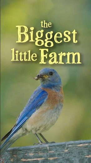 Inside a Bluebird’s Nest: A Front Seat to Our Songbirds #thebiggestlittlefarm