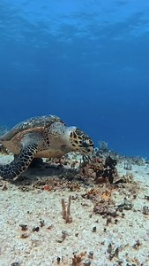 This is a hawksbill sea turtle, one of the most critically endangered sea turtle species in the world. You can recognize it by its narrow, pointed beak and the overlapping scales on its shell. Hawksbills are vital to coral reef health because they feed on sponges that would otherwise outcompete corals. . . 🇲🇽español Esta es una tortuga carey, una de las especies de tortugas marinas más amenazadas del mundo. Se reconoce por su pico estrecho y puntiagudo, y por las escamas superpuestas en su cap