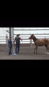 1.3K views · 153 reactions | First lessons start young! #foal #horsemanship | Jonathan Field Horsemanship | Facebook
