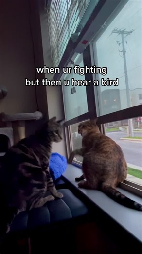 When Your Cat Fights but Hears a Bird