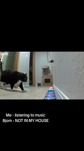 Talking cat vs music: Bjorn the talking cat says NO (funny clip)