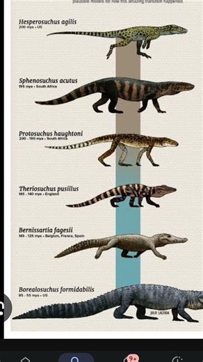 evolution of crocodiles