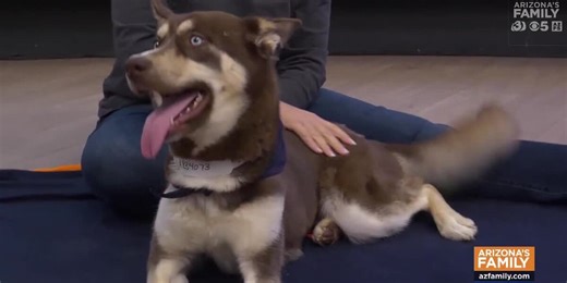 Pets on Parade (Full Episode) December 13, 2025