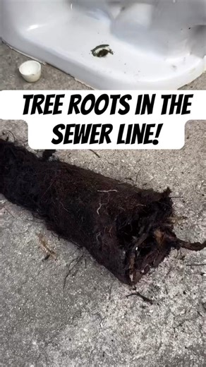 This toilet kept clogging because tree roots were blocking the sewer line 🌳🚽 #cloggedtoilet