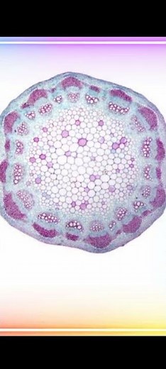 Xylem and Phloem || Dicot root, stem and leaf || Biology