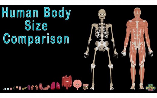 Human Body and Human Body Size Comparison _ Human Anatomy Size Comparisons