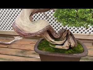Bonsai techniques: Bonsai deadwood tips (Jin and Shari) by Andres Bicocca