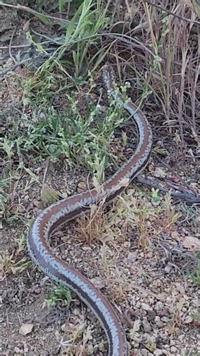 what color is this #snake? 🌌