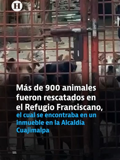 Clara Brugada, Jefa de Gobierno de la CDMX, ofreció un comunicado para asegurar que no habrá impunidad en el caso de maltrato animal relacionado con el Refugio Franciscano de la alcaldía Cuajimalpa; en su mensaje también habló sobre el estado de salud de los animales rescatados. #HeraldoDigital