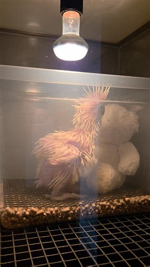 Goeiemiddag iedereen 😝🤪😜 En hier zijn we terug 🤪😝🤪🤣 we zijn terug open tot 18u Ons adres is Dijkstraat 10a in 9960 Assenede #playtime #geelvleugelara #parrots #Macao #parrotslove #parrotslover #parrotsworld #mybabyparrot #mybabyparrots #love #lovemyjob #houvanmenjob #alba #bonteboertjes #Meyer #Senegal #grijzeroodstaart #witkuifkaketoe #roodbuikpapegaai #geelwangamazone #kaketoe #blauwgeleara #geelvleugel #macawbaby #babymacaw #bluegoldmacawparrot #macaw | NewAnimales