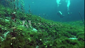 Scuba divers swimming over underwater plants in cenote cave system Yucatan Mexico