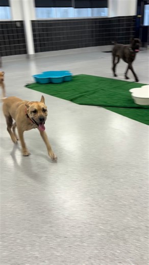 With the cold temperatures, we once again moved our daily playgroups inside. The dogs enjoyed time together in the morning from our warm and bright multipurpose room. They had so much fun together that would could have let them play all day! #CuyahogaDogs #shelterdogsrock #lookingforahomefortheholidays #alliwantforchristmasisahome | Cuyahoga County Animal Shelter