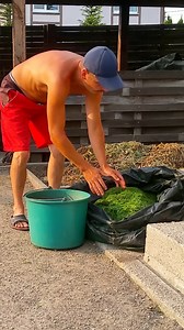Six Years of Our Gardening (Episode 83). I mulch all our vegetable beds with freshly mown lawn grass. I do this several times a season, adding a small layer of grass each time. Mulching vegetable beds with lawn clippings helps retain moisture, suppress weeds, and enrich the soil with organic matter, turning the grass into humus. | Harvest Garden