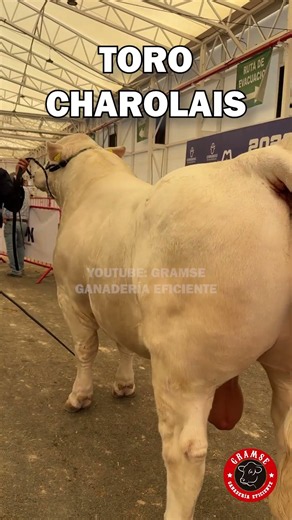 Charolais: potencia para producir carne #charolais #ganaderia #finca #zootecnia