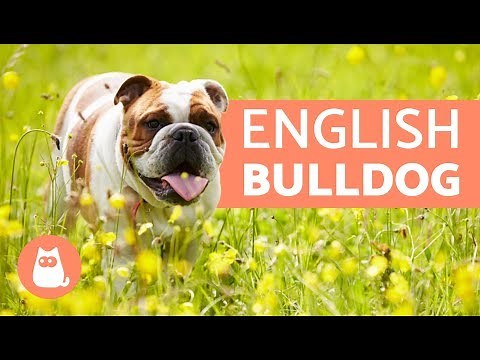 ENGLISH BULLDOG - Traits and TRAINING