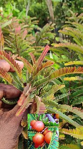 21K views · 326 reactions | Red nelli plants WhatsApp voice message 99407 14601 91509 54153  #smgardening #SmGarden | Sm gardening- | Facebook