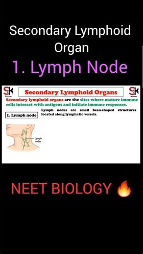 Lymph Node- Secondary Lymphoid Organ..