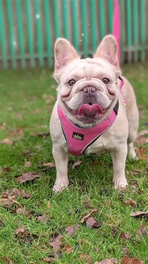 Adorable French Bulldog Moments You Can't Miss!