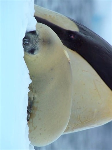 Killer Whales Hunt Seals in Antarctica