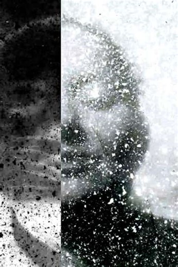 A Venture into Vegan Filmmaking - Movie