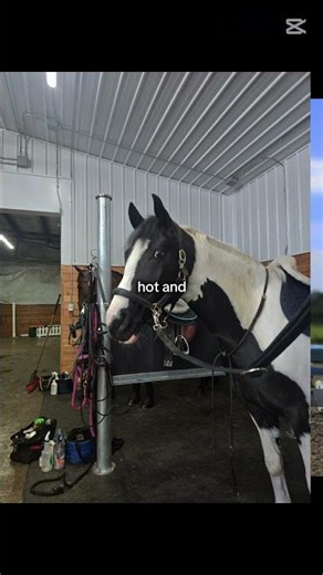 Mina and Desiii 🩷🐎🫶 #besties #equestrian #fypシ゚viral #RMSJ @minmin_and_Desi