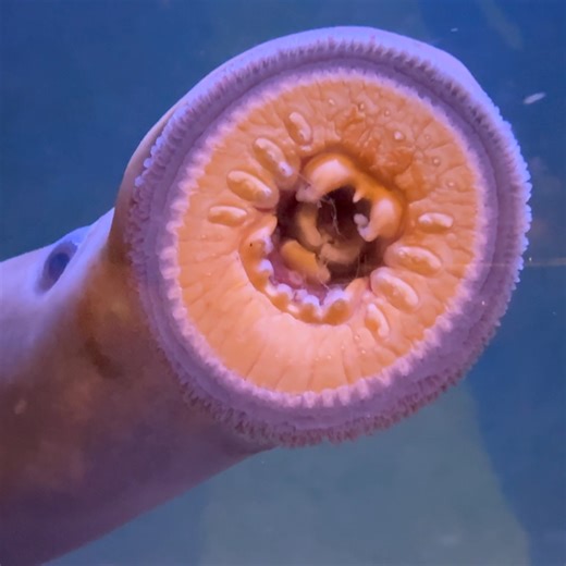 123K views · 1.4K reactions | A group of VIJFs (very important jawless fish) arrived at the zoo last week from nearby Willamette Falls. | Oregon Zoo | Facebook