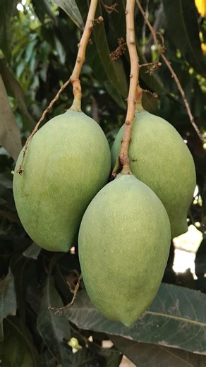 King of Fruits is Back 😍🥭 Mango Season 2026. #mango #mangoseason #mangoes #mangotree #themango
