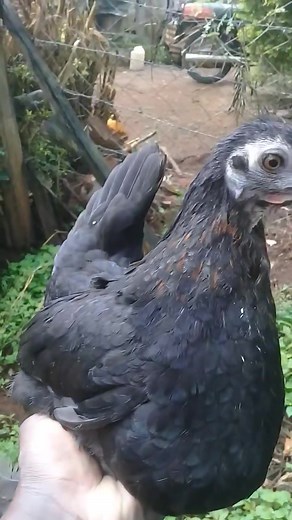 We are using it to hatch guinea fowl eggs #viralreelschallenge #trendingreel #trendingnow | Esirabe Integrated Poultry Farm