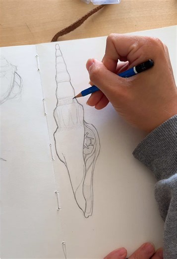 Snail fun fact for a snail quick sketch // 14000 to 25000 teeth is wild #snailart #illustration #phxart #shellart