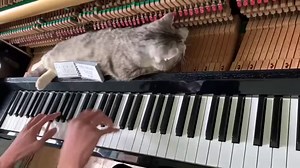 Ce chat adore le piano ! 🎹🐈😍 | imusic-school