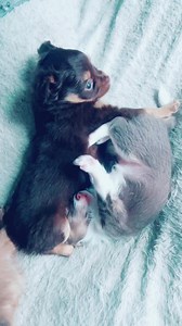 16K views · 809 reactions | Stop snoring!  #puppyoftheday #funnyreelsvideo #snoring #puppies #cachorritos #funny #fypシ゚viralシ | The chihuahua family | Facebook