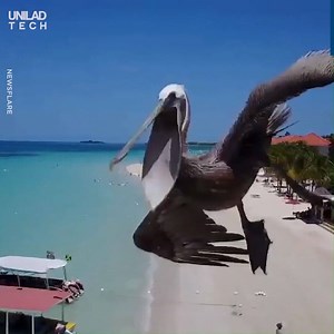 452K views · 1.7K reactions | These are the best drone fails from 2019! 臘 | UNILAD Tech | Facebook