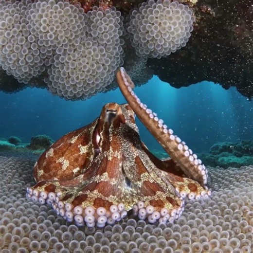 From Love to Life: Octopus Reproduction