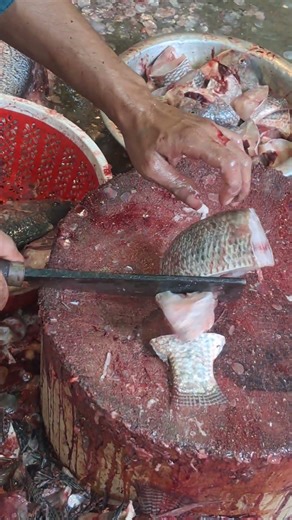 Insanely Satisfying Fish Cutting 🐟🔪 Clean Fillet Skills & Fresh Seafood | Fillet Zone