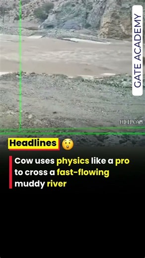 Cow uses physics like a pro to cross a fast-flowing muddy river !!