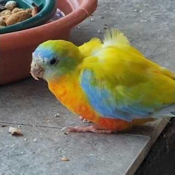 Have You Ever Seen a Many-Colored Parrot? 🌈🦜 #birds #shorts #nature #shortsfeed