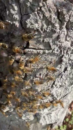 My beekeeper friend Jay is normally chasing bee swarms but today they came to him!