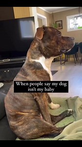 58K views · 2.3K reactions | Funny Staffy殺 | Staffordshire Bull Terrier And Pitbull | Facebook