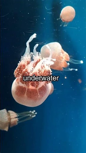 Ocean Secrets Revealed: How Sound Connects Marine Life