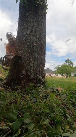 Trees next to structures