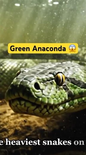 Anaconda in Rainforest 🐍 | Deadly Anaconda Attack in Rainforest 😱
