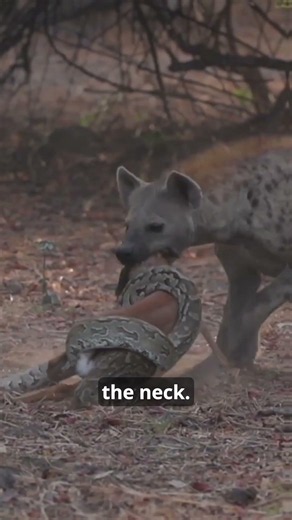 Python vs Hyena Over a Baby Impala 😳